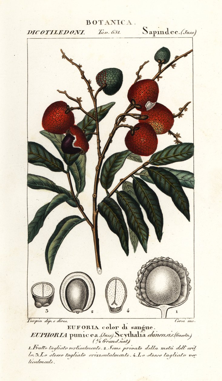 Fruit de litchi, Litchi chinensis - Stanghi Stanghi