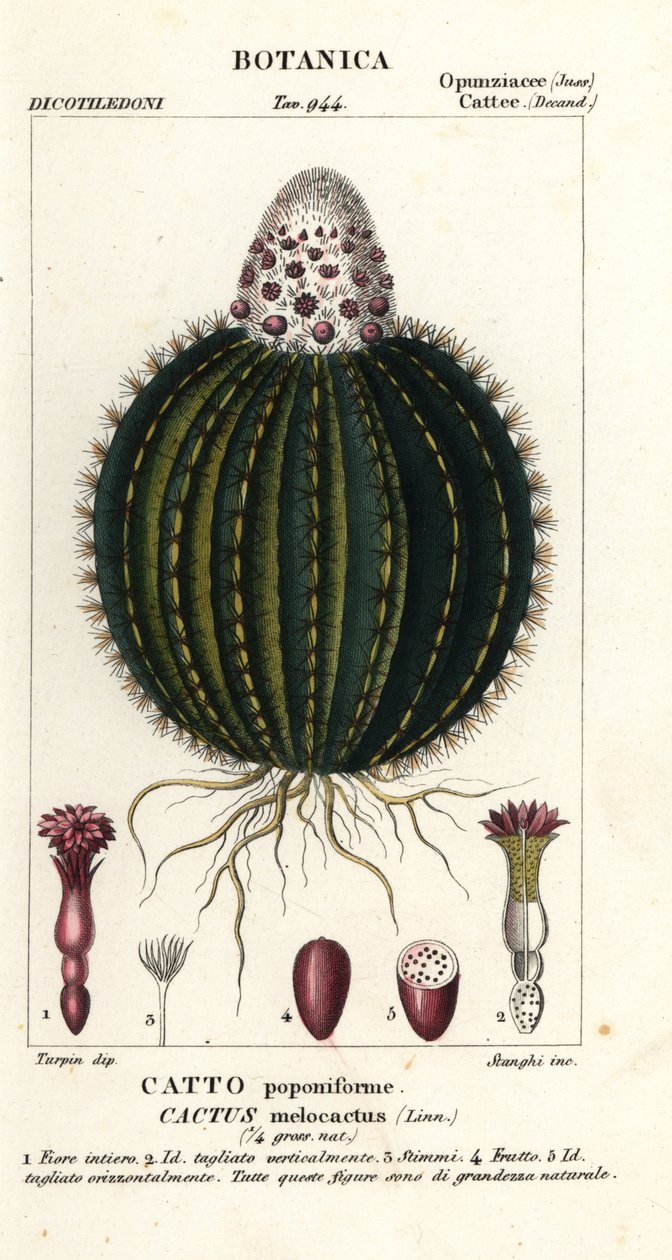Cactus melon, Melocactus caroli-linnaei - Stanghi Stanghi