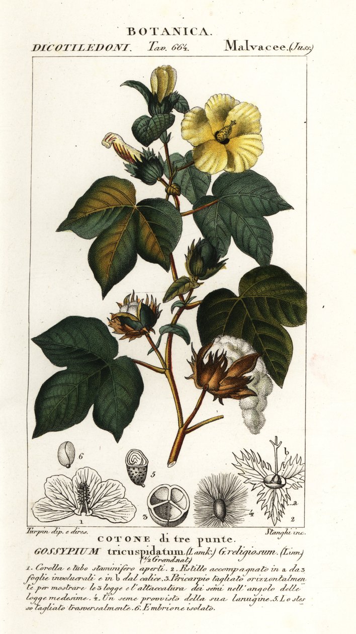 Coton mexicain, Gossypium hirsutum - Stanghi Stanghi