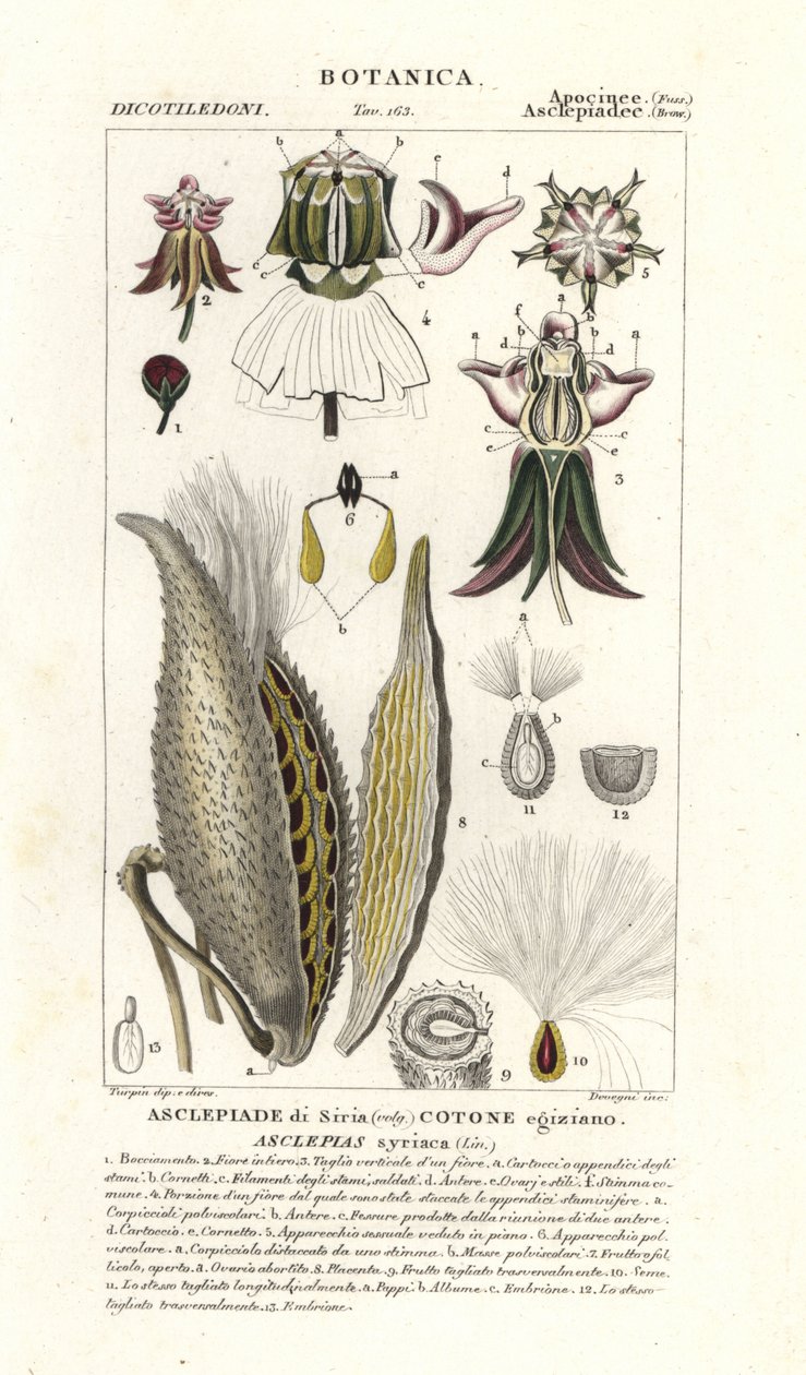 Asclépiade commune, Asclepias syriaca - Stanghi Stanghi