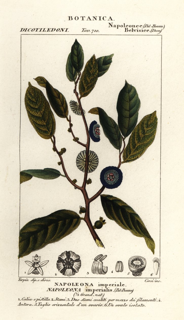 Napoleonaea imperialis - Stanghi Stanghi