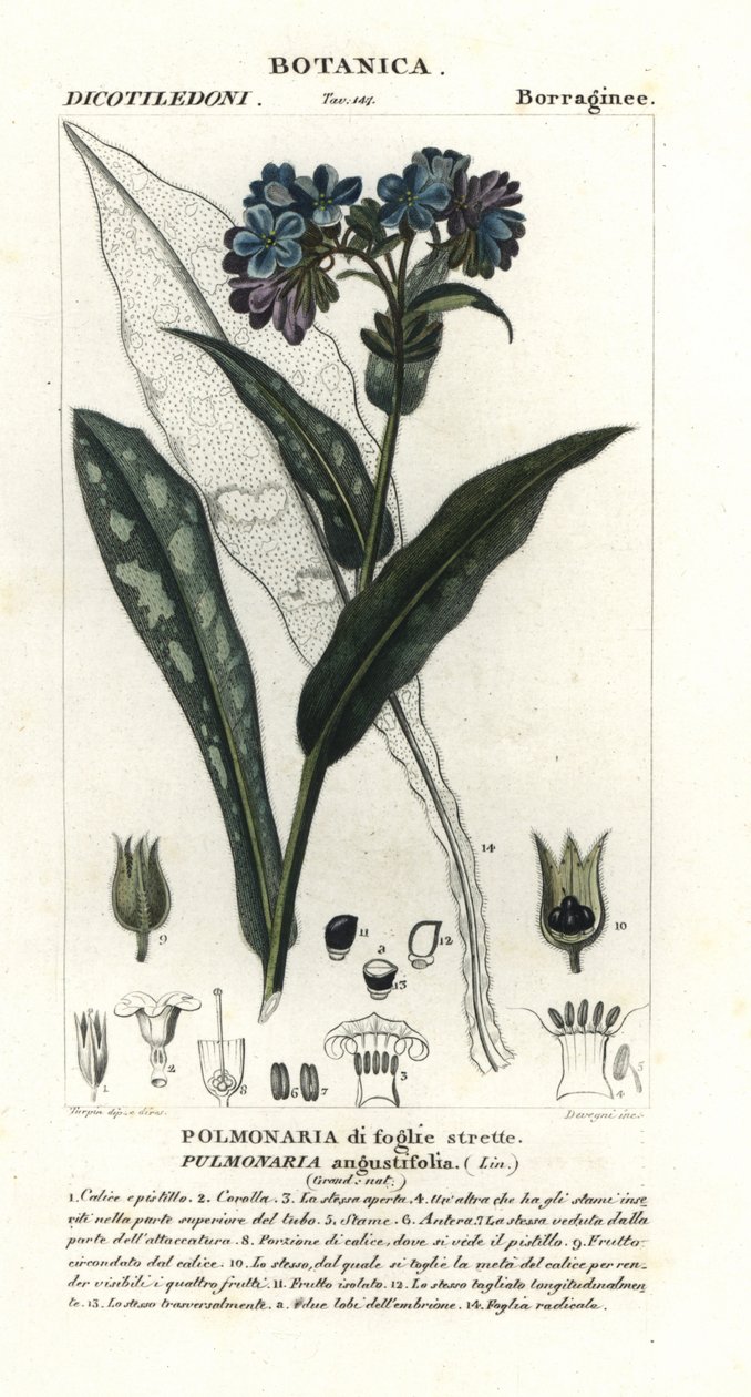 Pulmonaire à feuilles étroites, Pulmonaria angustifolia - Stanghi Stanghi