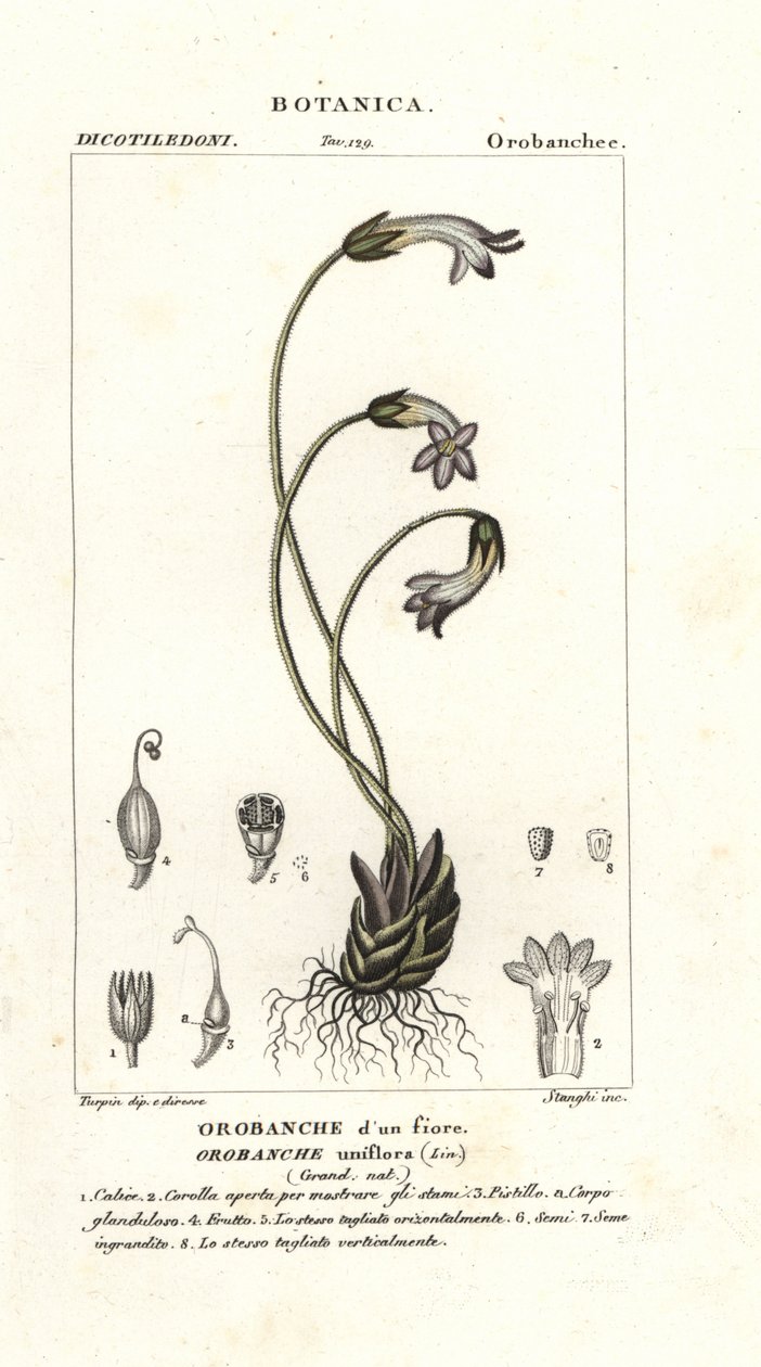 Orobanche uniflore, Orobanche uniflora - Stanghi Stanghi