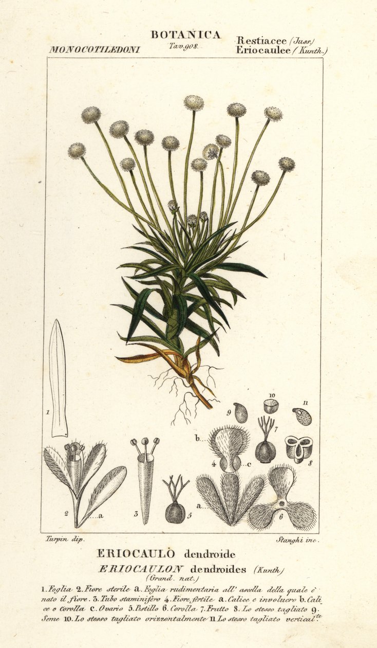 Paepalanthus dendroides - Stanghi Stanghi