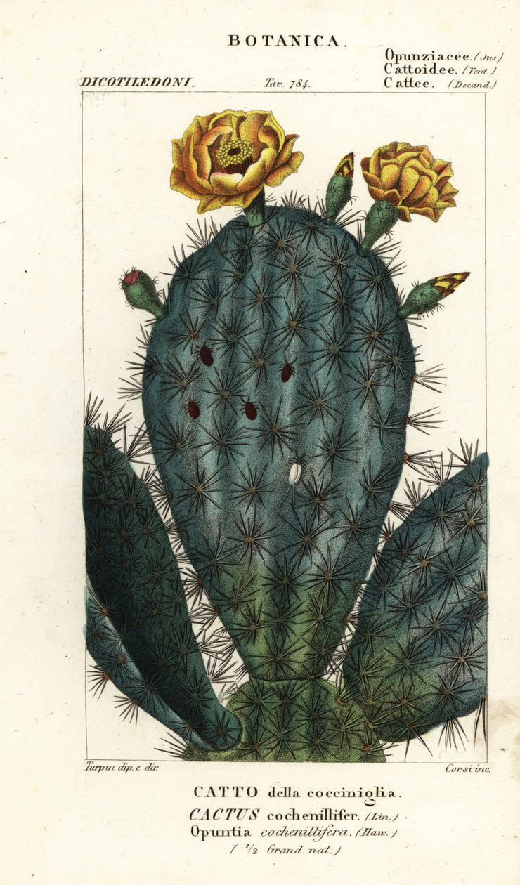 Figuier de Barbarie, Nopalea cochenillifera - Stanghi Stanghi