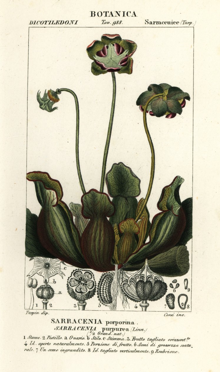 Sarracénie pourpre, Sarracenia purpurea - Stanghi Stanghi