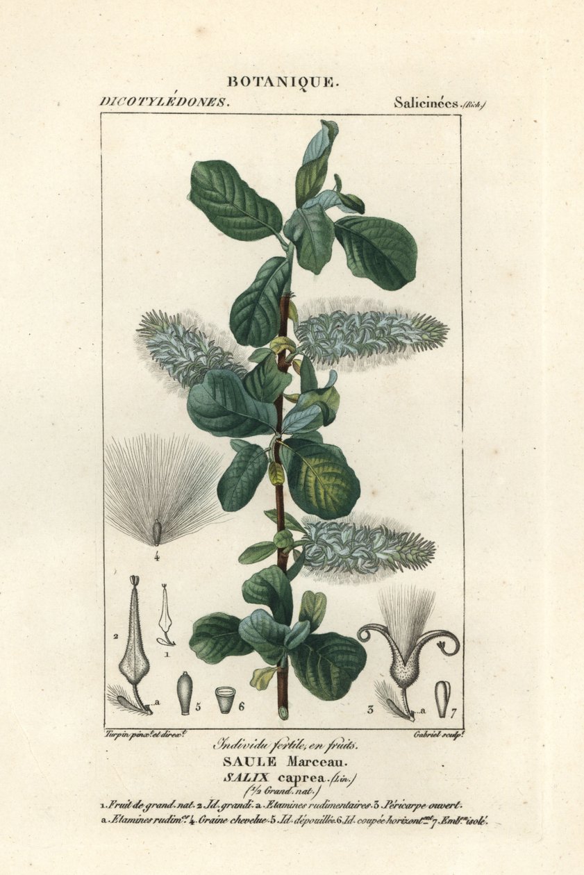 Saule marsault, Salix caprea - Stanghi Stanghi