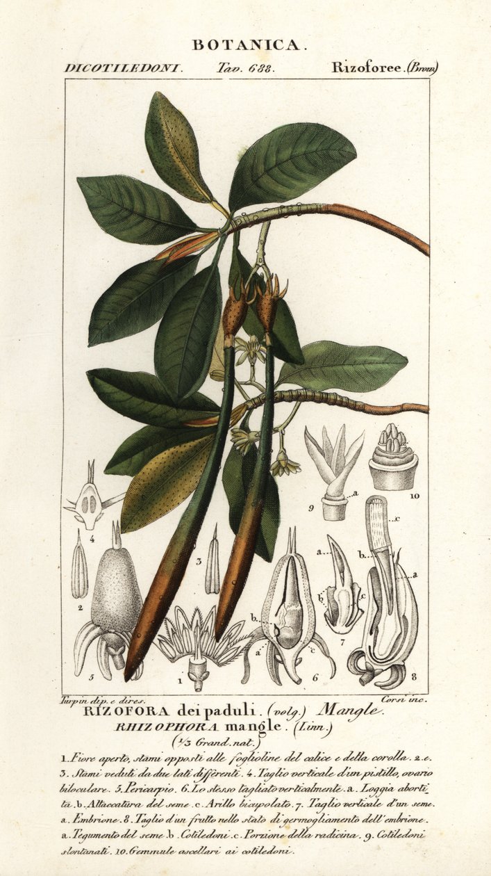 Palétuvier rouge, Rhozophora mangle - Stanghi Stanghi