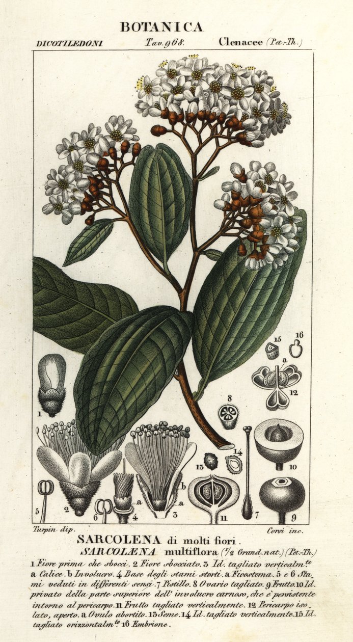 Sarcolaena multiflora - Stanghi Stanghi