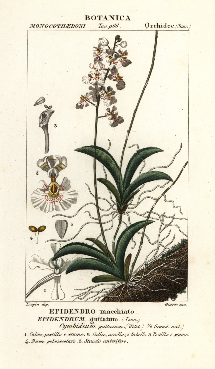 Orchidée Tolumnia guttata - Stanghi Stanghi