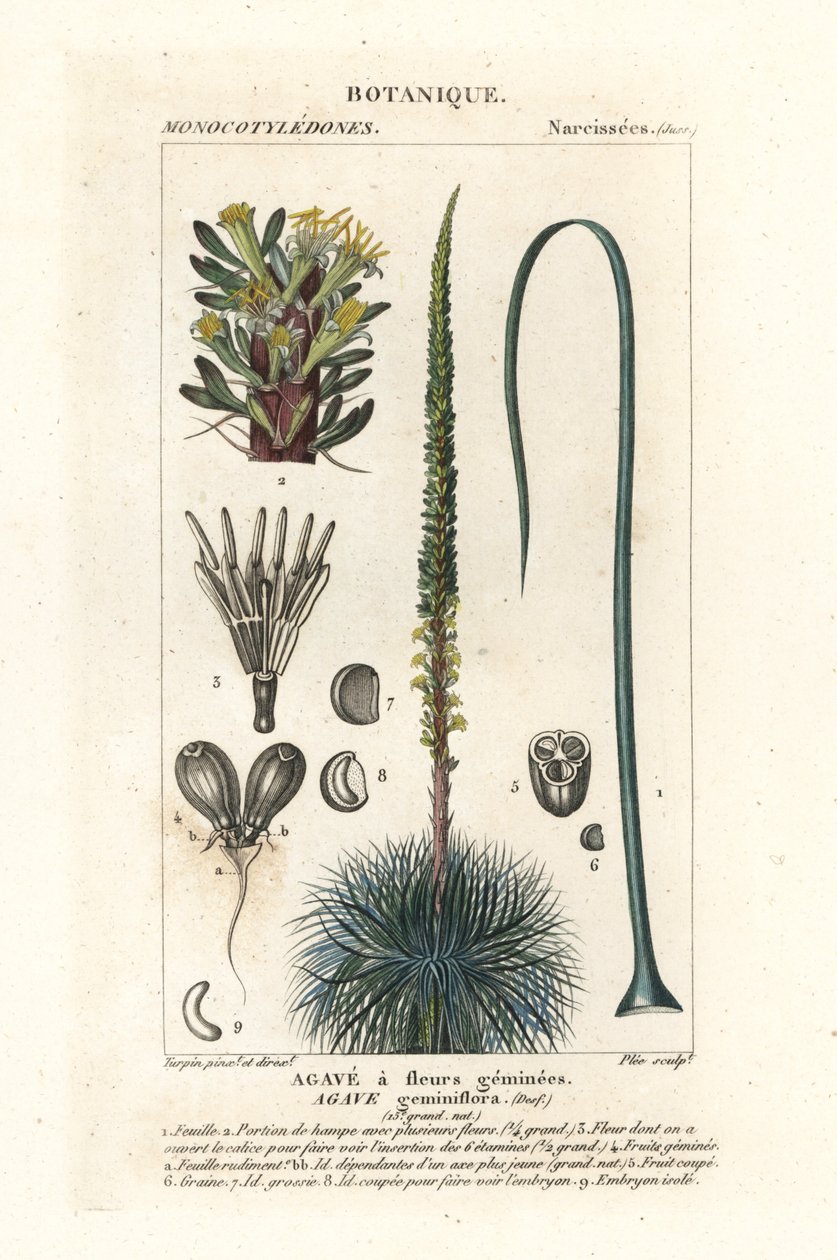 Agave à fleurs jumelles, Agave geminiflora - Stanghi Stanghi