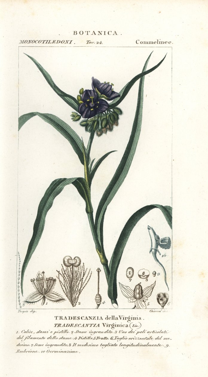 Tradescantia virginiana, Éphémère de Virginie - Stanghi Stanghi