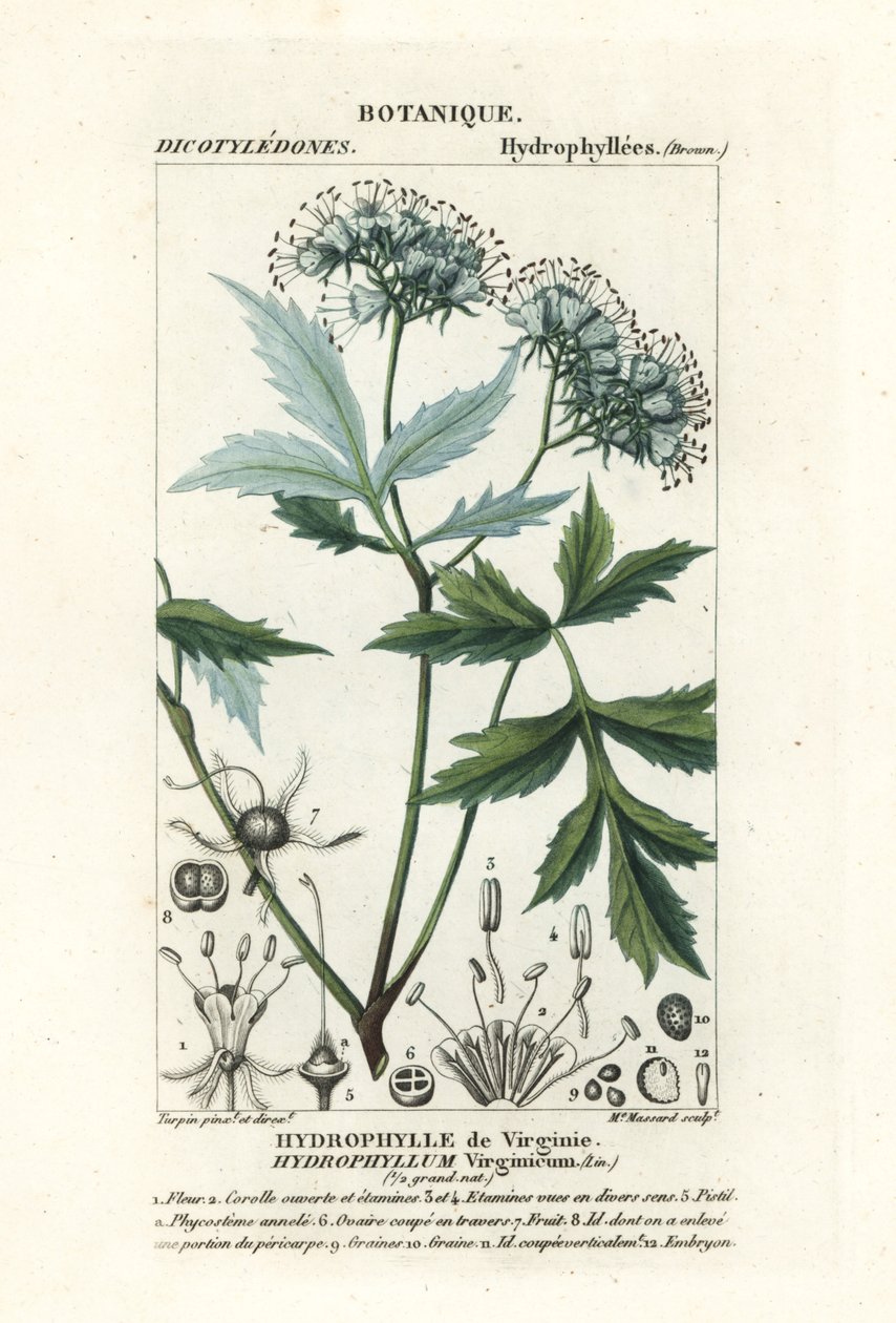 Hydrophylle de Virginie, Hydrophyllum virginianum - Stanghi Stanghi