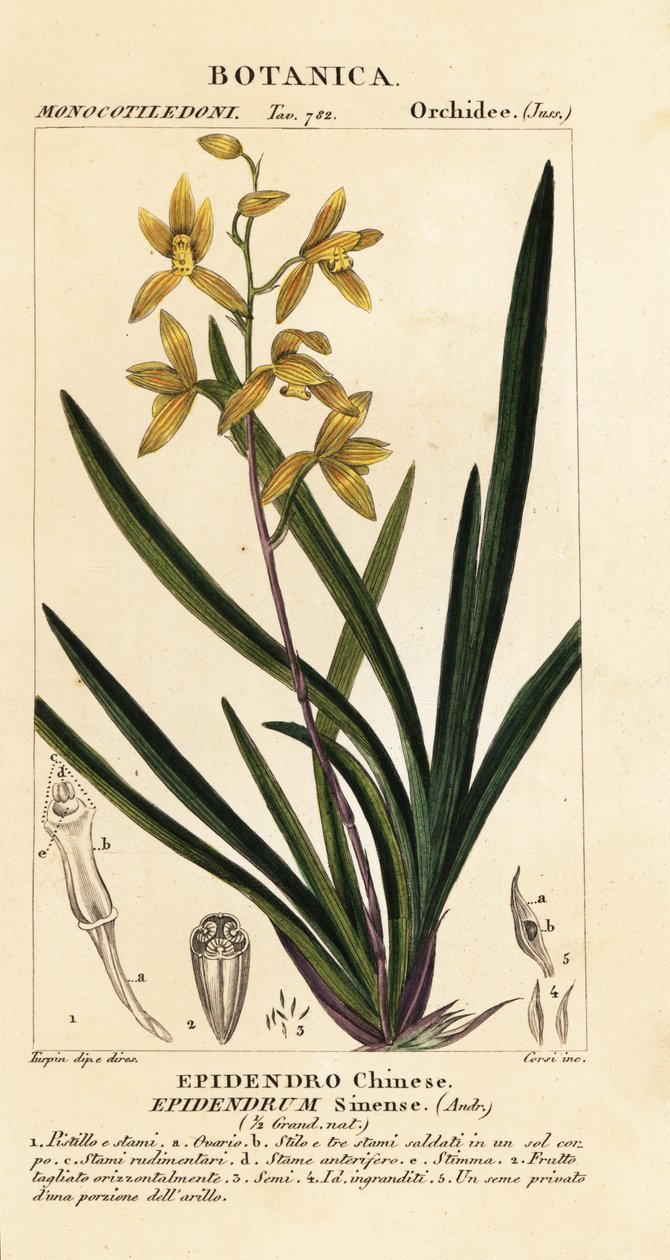 Orchidée Wan dai-fu, Cymbidium sinense - Stanghi Stanghi