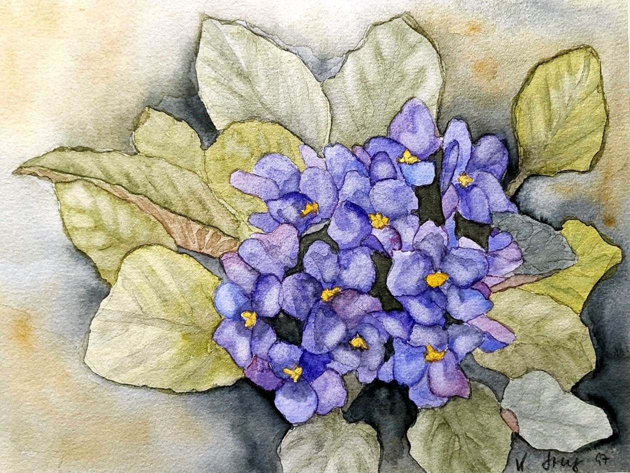 Violette d