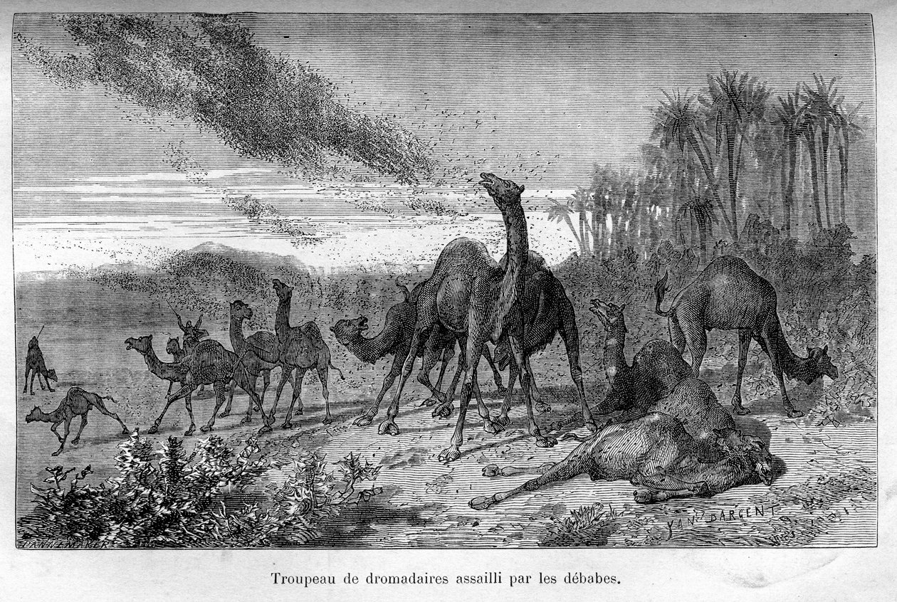 Nos ennemis, par Arthur Mangin - Stephane Pannemaker