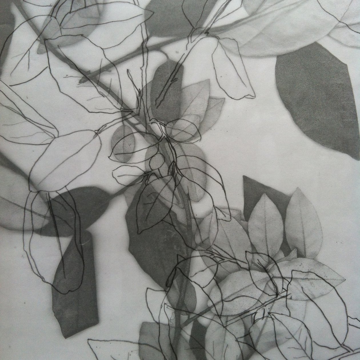 Botanique, 2014 (numérique) - Stephen Dow