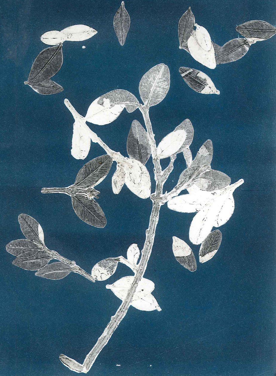 Midnight Garden II, 2015 (monoprint sur papier) - Stephen Dow