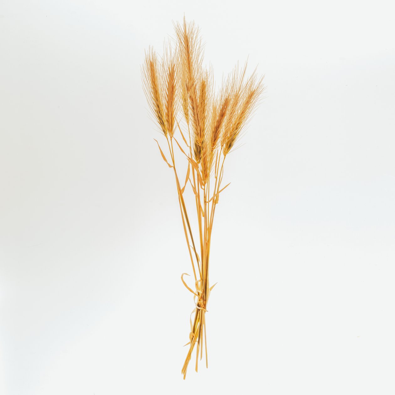 Orge n° 01, 2020 (photo) - Steve Gallagher