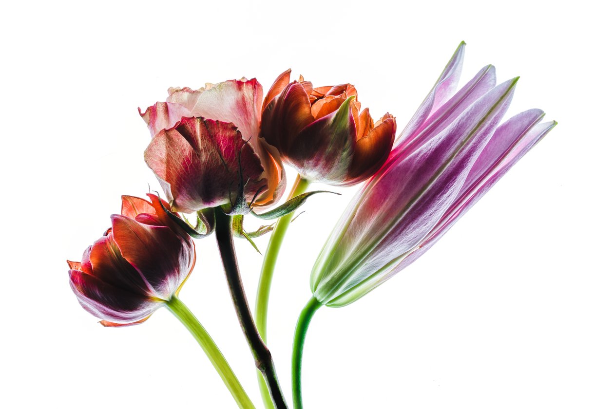 Groupe de quatre fleurs, 2021 - Steve Gallagher