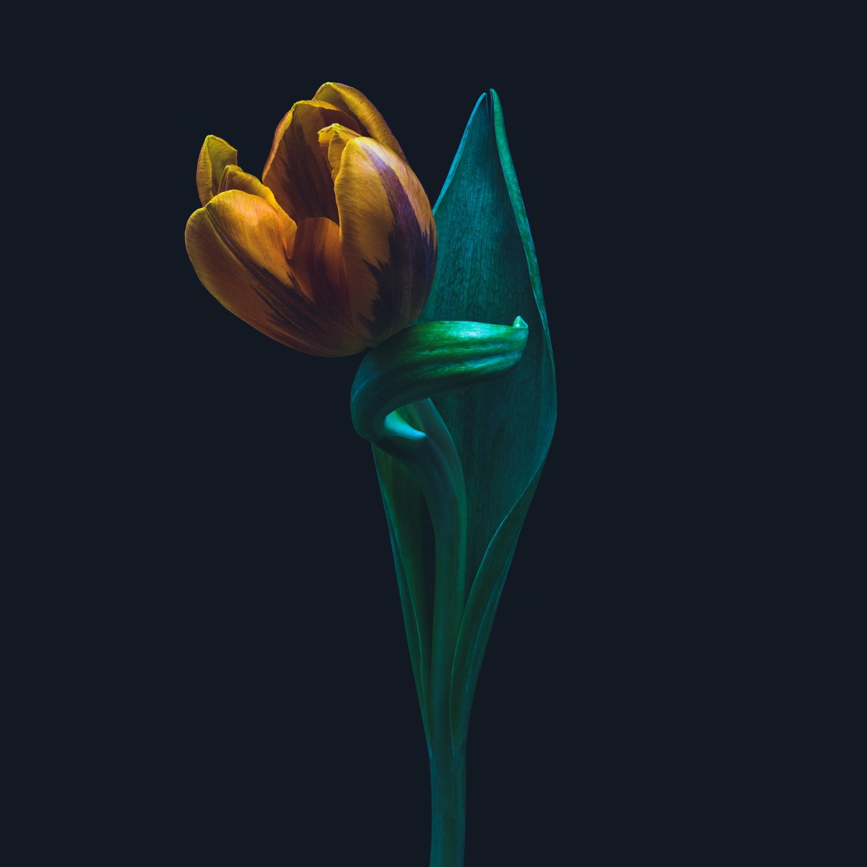 Tulipe singulière, 2022 (photo) - Steve Gallagher