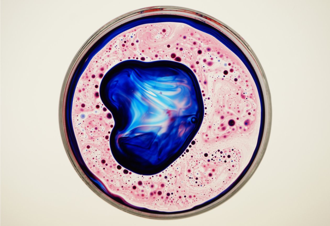 Boîte de Petri, 2024 - Steve Pavlovsky
