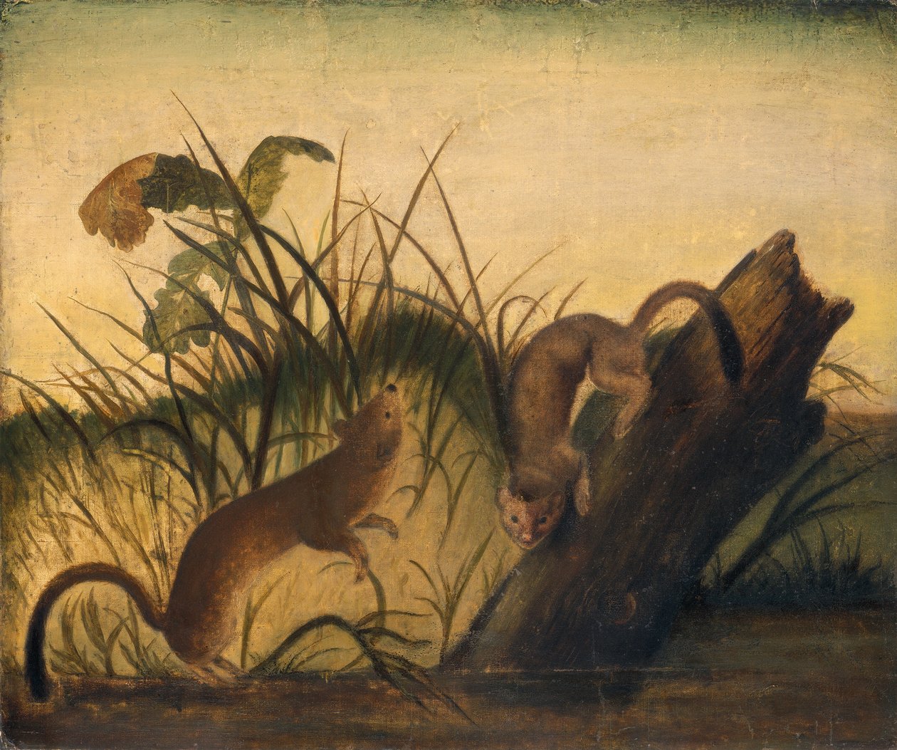 Belette à longue queue - Studio of John James Audubon