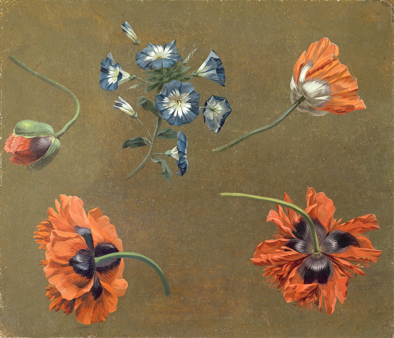 Coquelicots et Tradascanthus - Swiss School