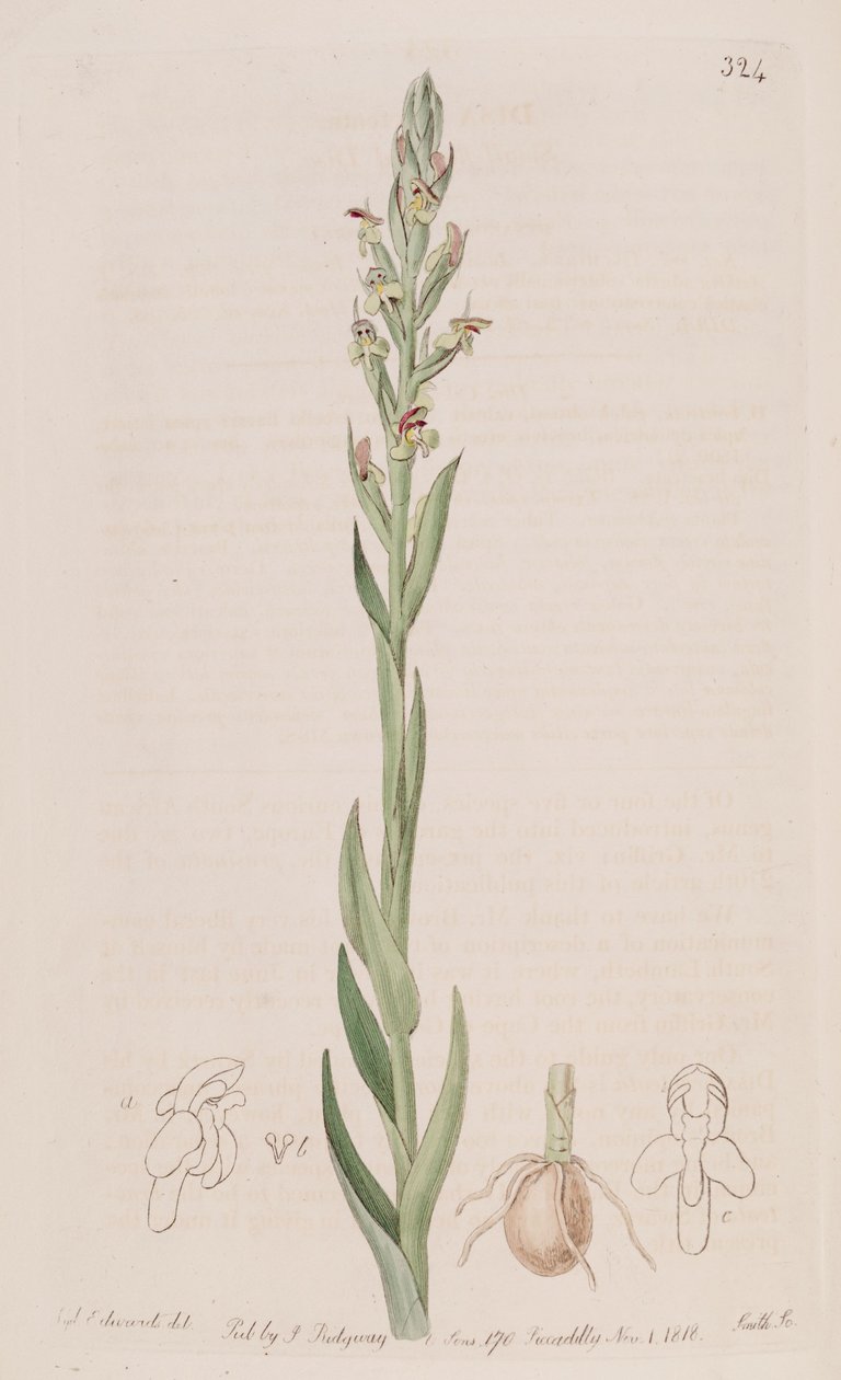 Illustration de Disa bracteata - Sydenham Teast Edwards