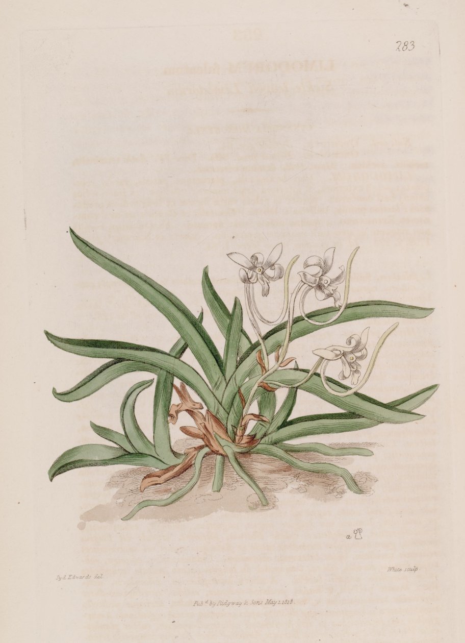 Illustration de Neofinetia falcata (comme syn. Limodorum falcatum) - Sydenham Teast Edwards