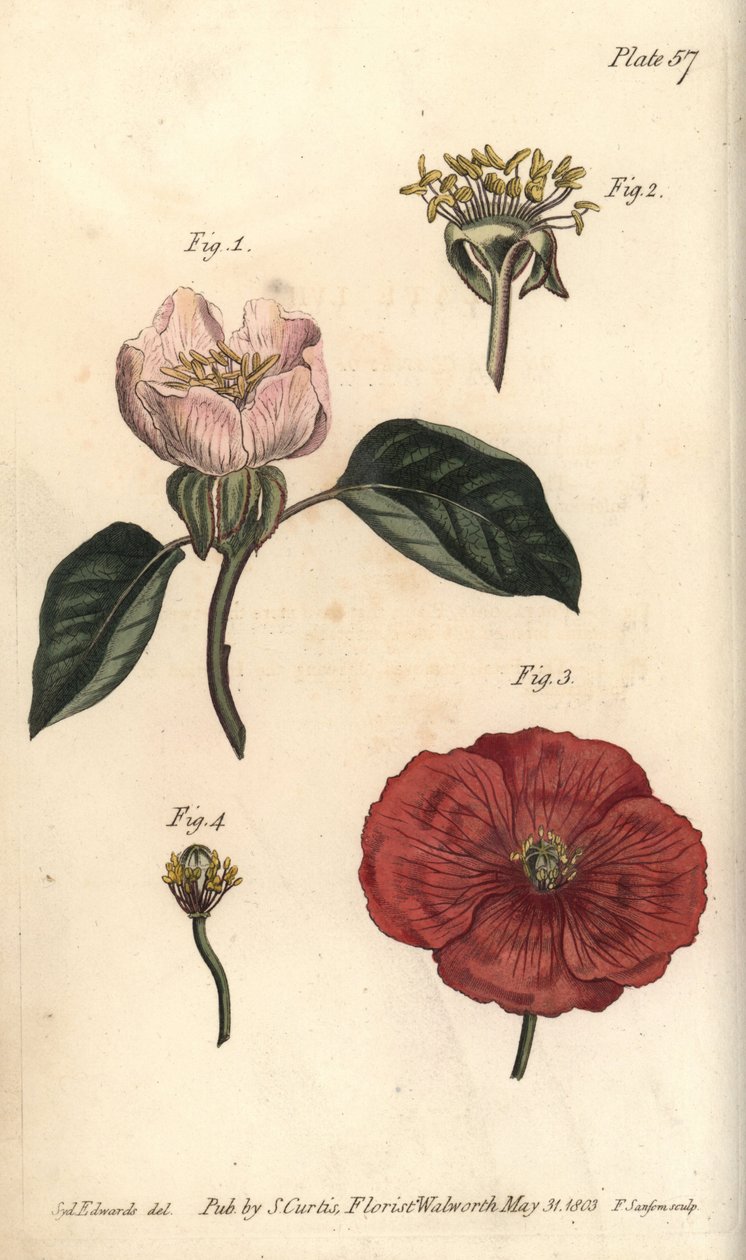 Fleur de coing, Cydonia oblonga, Icosandria - Sydenham Teast Edwards