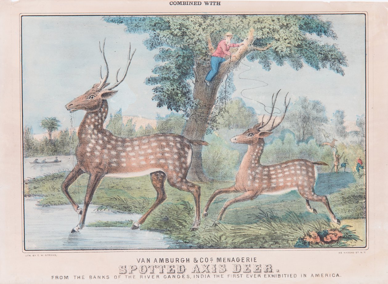 Cerf Axis tacheté - T. W. Strong