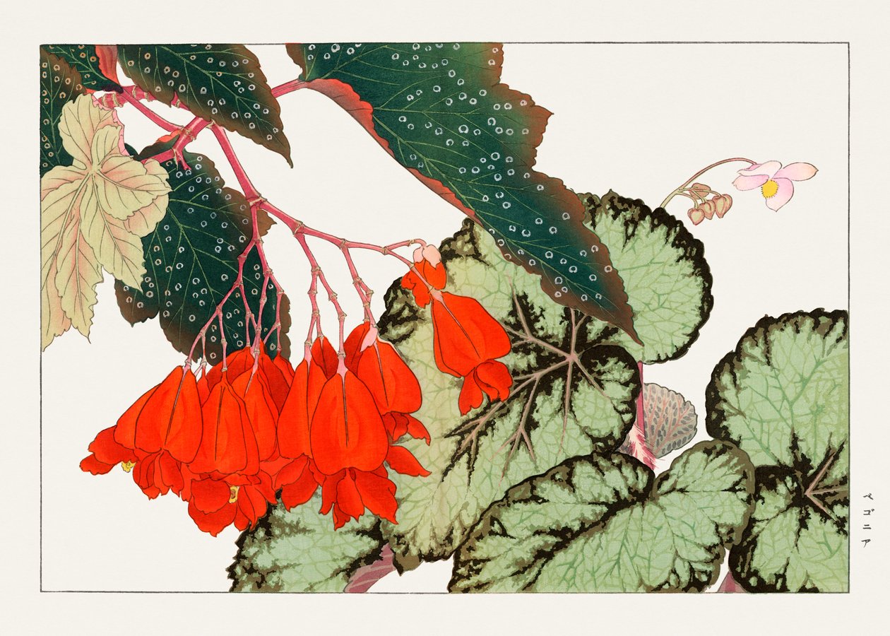 Cracklin Rosie Begonia flower from "Seiyou Sokazufu" (fleur de bégonia de Cracklin Rosie) - Tanigami Konan