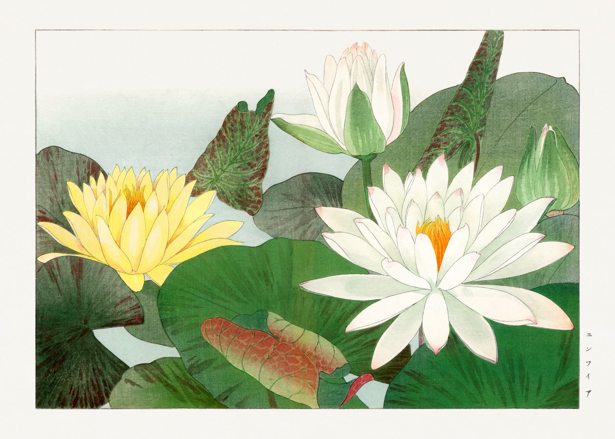 Nymphaea lotus from "Seiyou Sokazufu" - Tanigami Konan