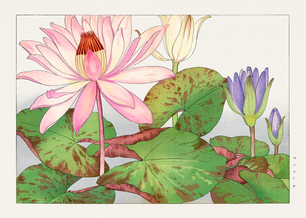 Nymphaea lotus from "Seiyou Sokazufu" - Tanigami Konan