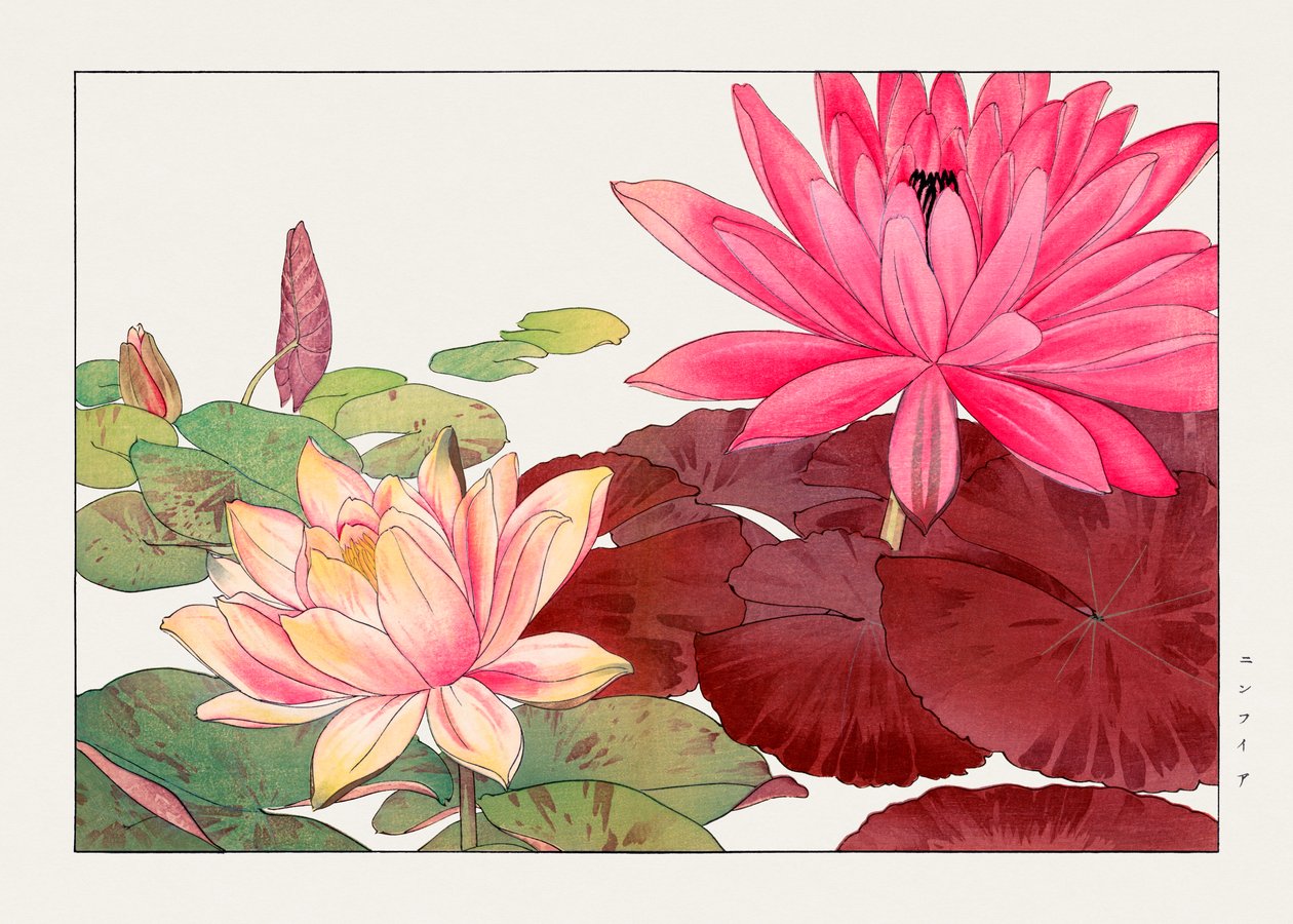 Nymphaea lotus from "Seiyou Sokazufu" - Tanigami Konan