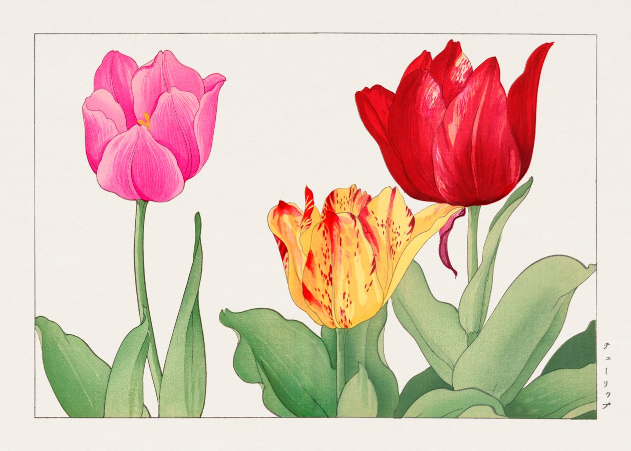 Tulip from "Seiyou Sokazufu" - Tanigami Konan