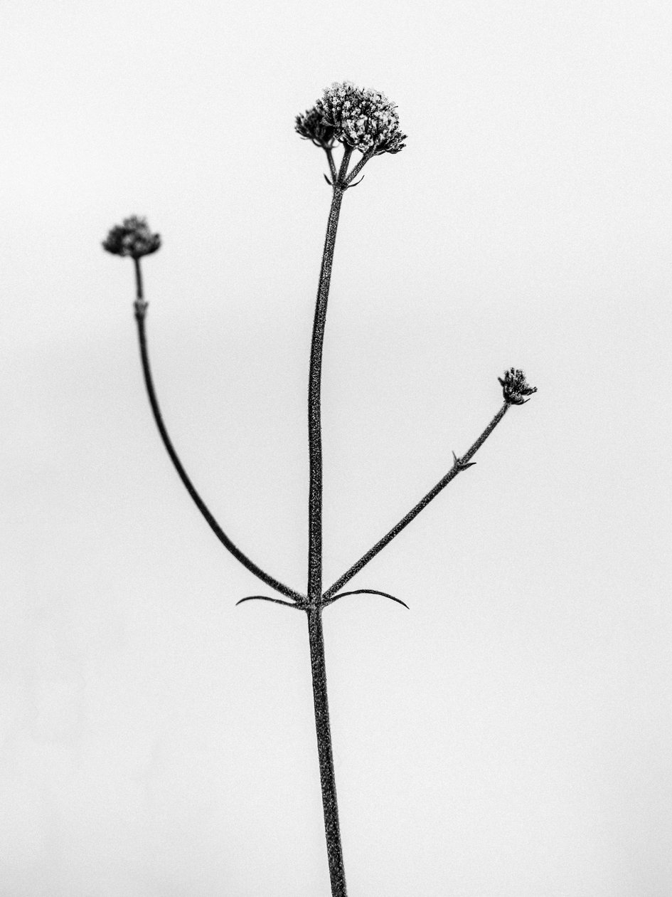 Parmi les fleurs 11 - Teis Albers