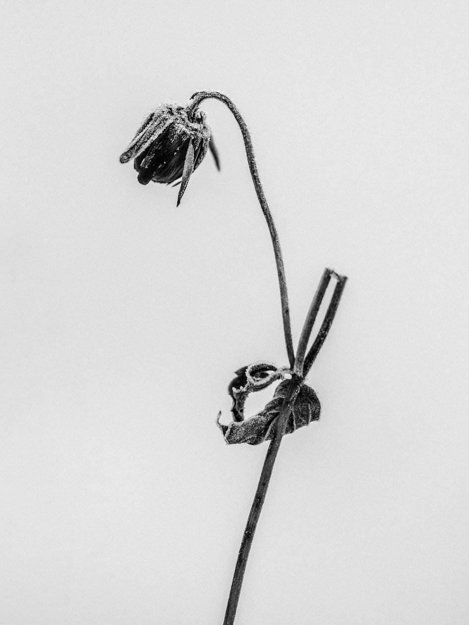 Parmi les fleurs 12 - Teis Albers
