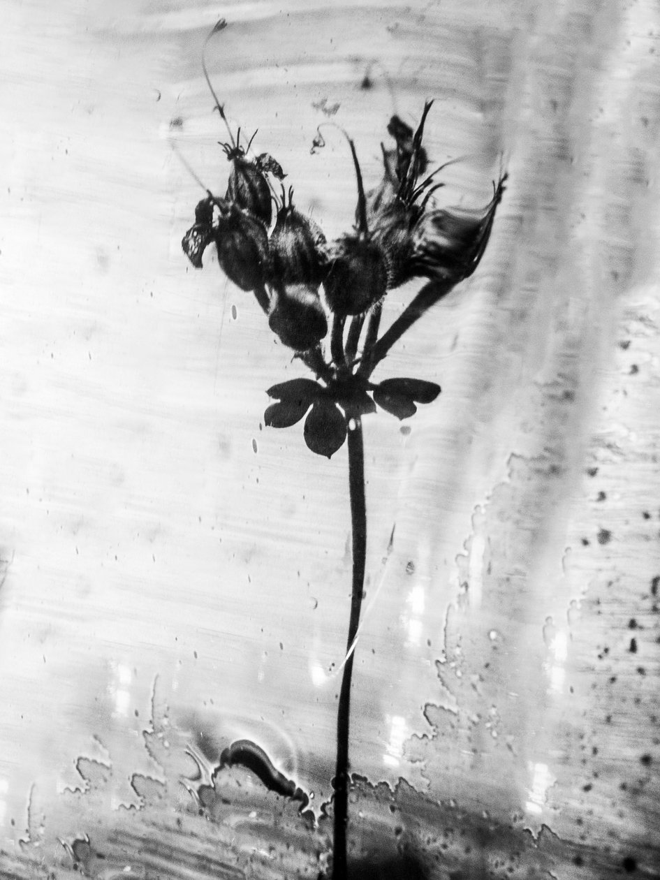 Parmi les fleurs 14, 2021 - Teis Albers