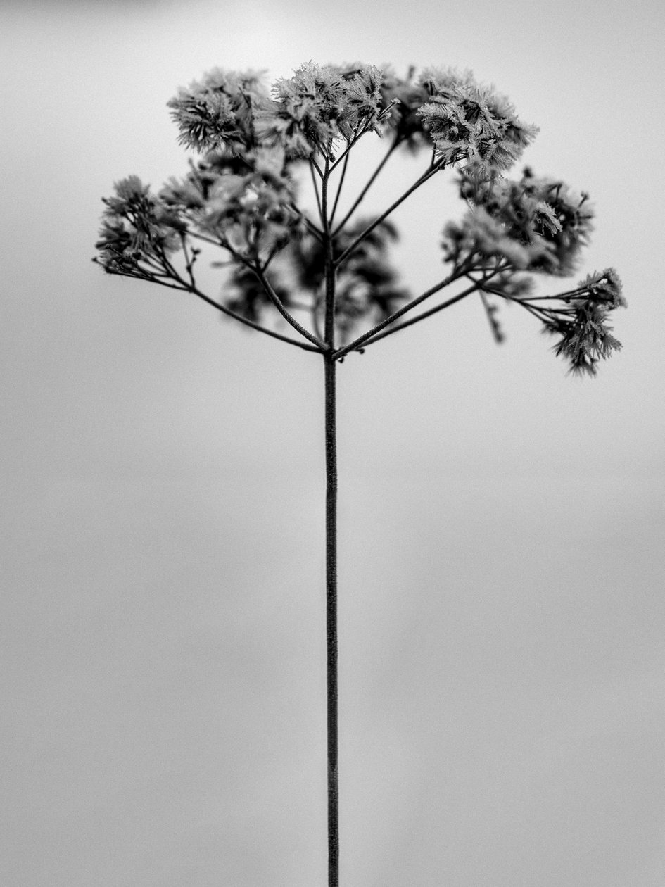 Parmi les fleurs 1 - Teis Albers