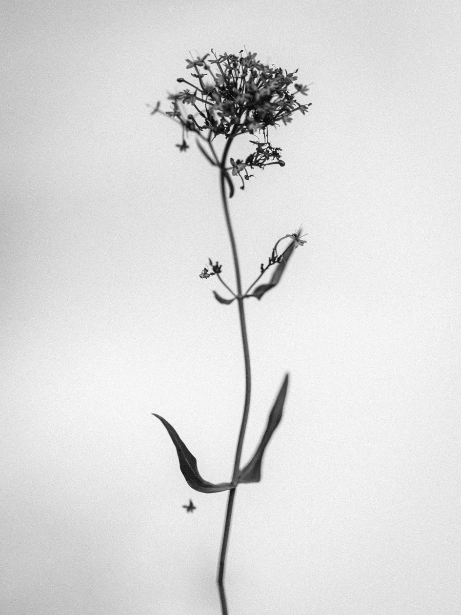 Parmi les fleurs 21 - Teis Albers