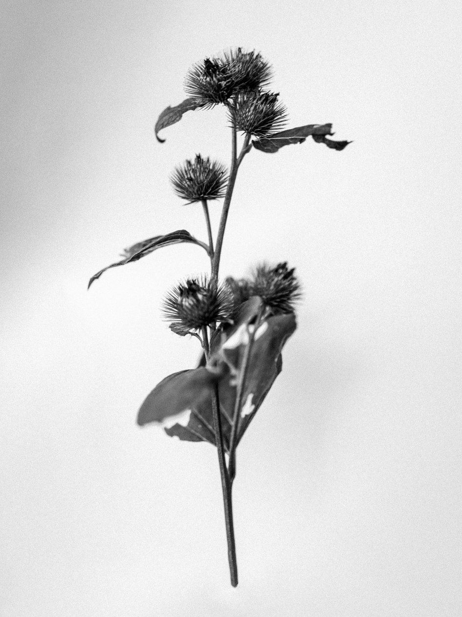 Parmi les fleurs 23 - Teis Albers