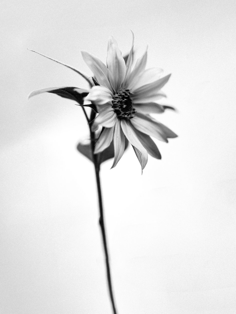 Parmi les fleurs 25 - Teis Albers