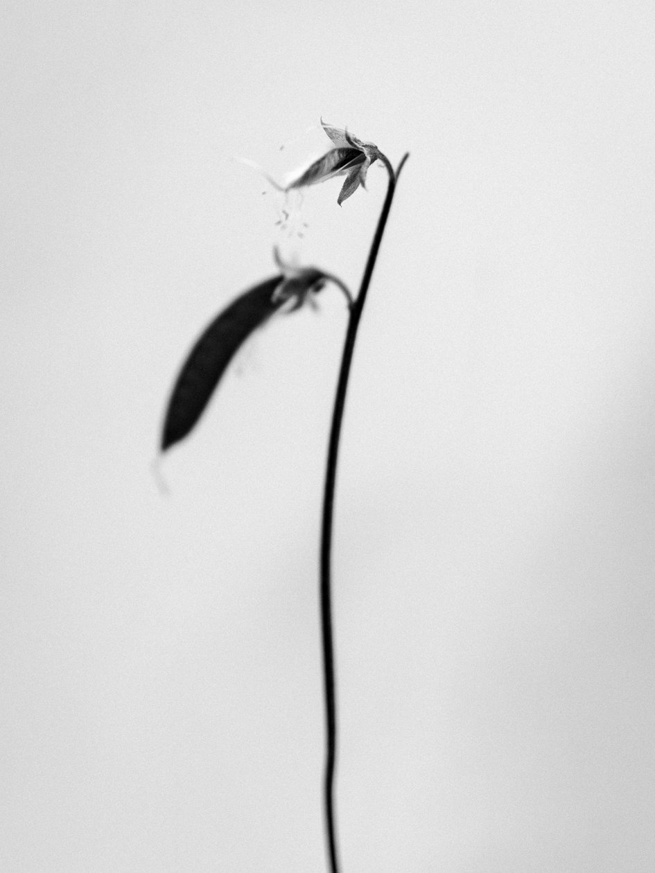 Parmi les fleurs 27 - Teis Albers