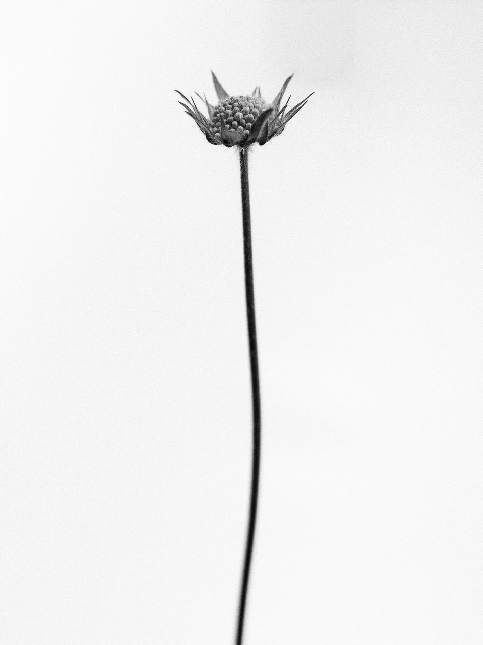 Parmi les fleurs 33 - Teis Albers