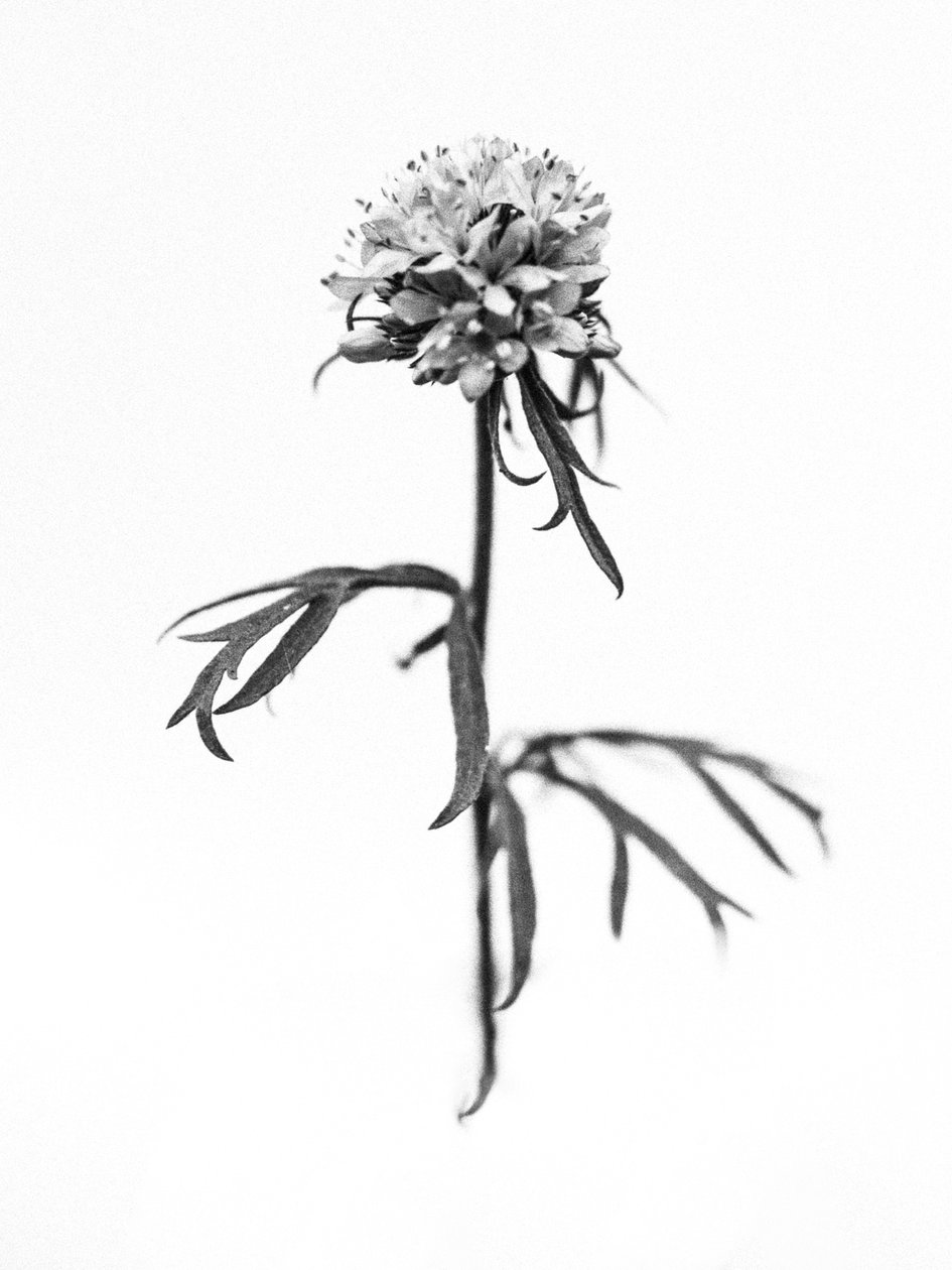 Parmi les fleurs 36, 2021 - Teis Albers