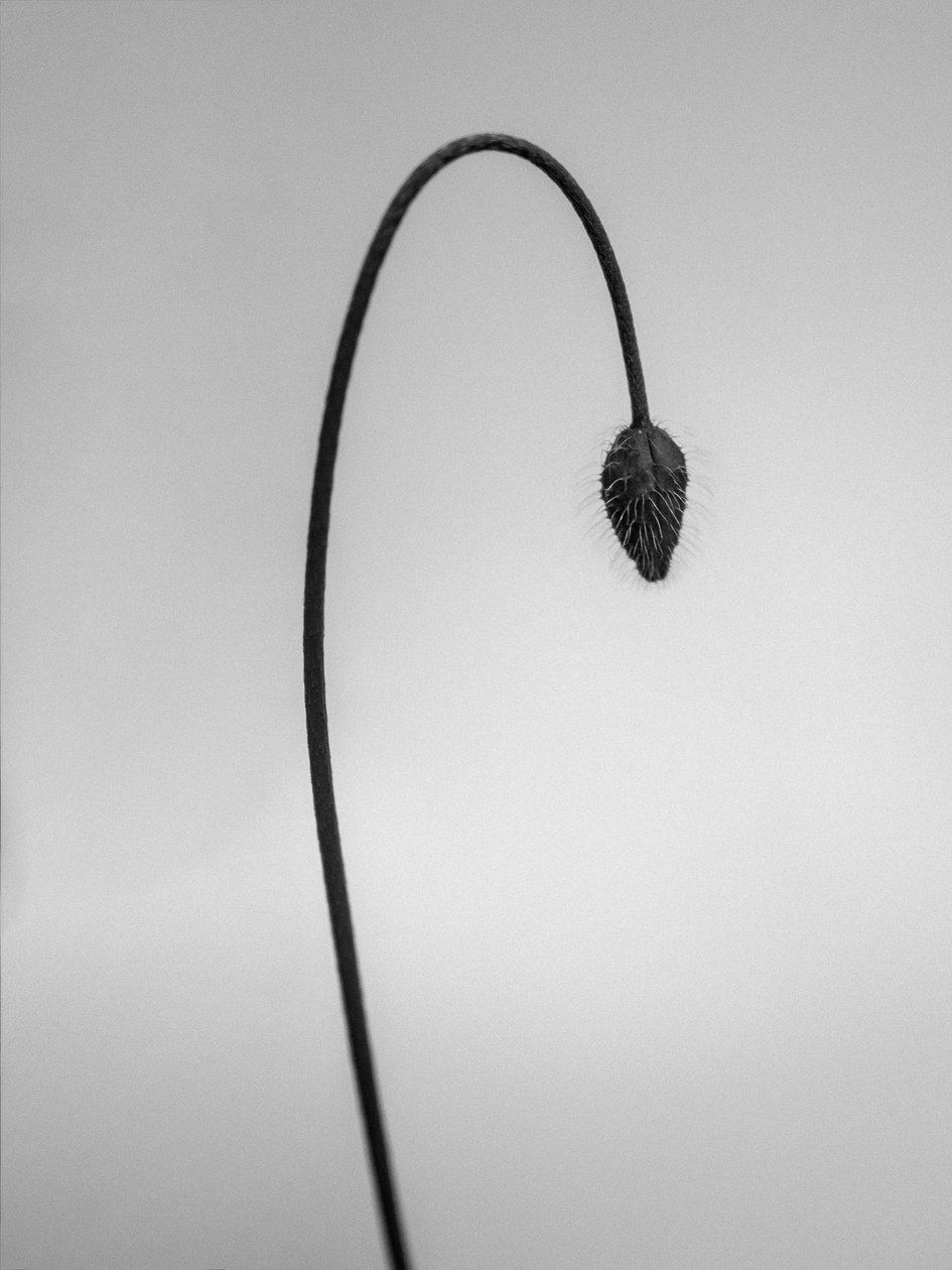 Parmi les fleurs 39 - Teis Albers