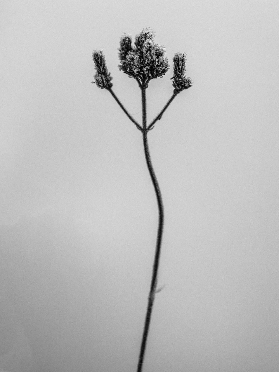 Parmi les fleurs 3 - Teis Albers