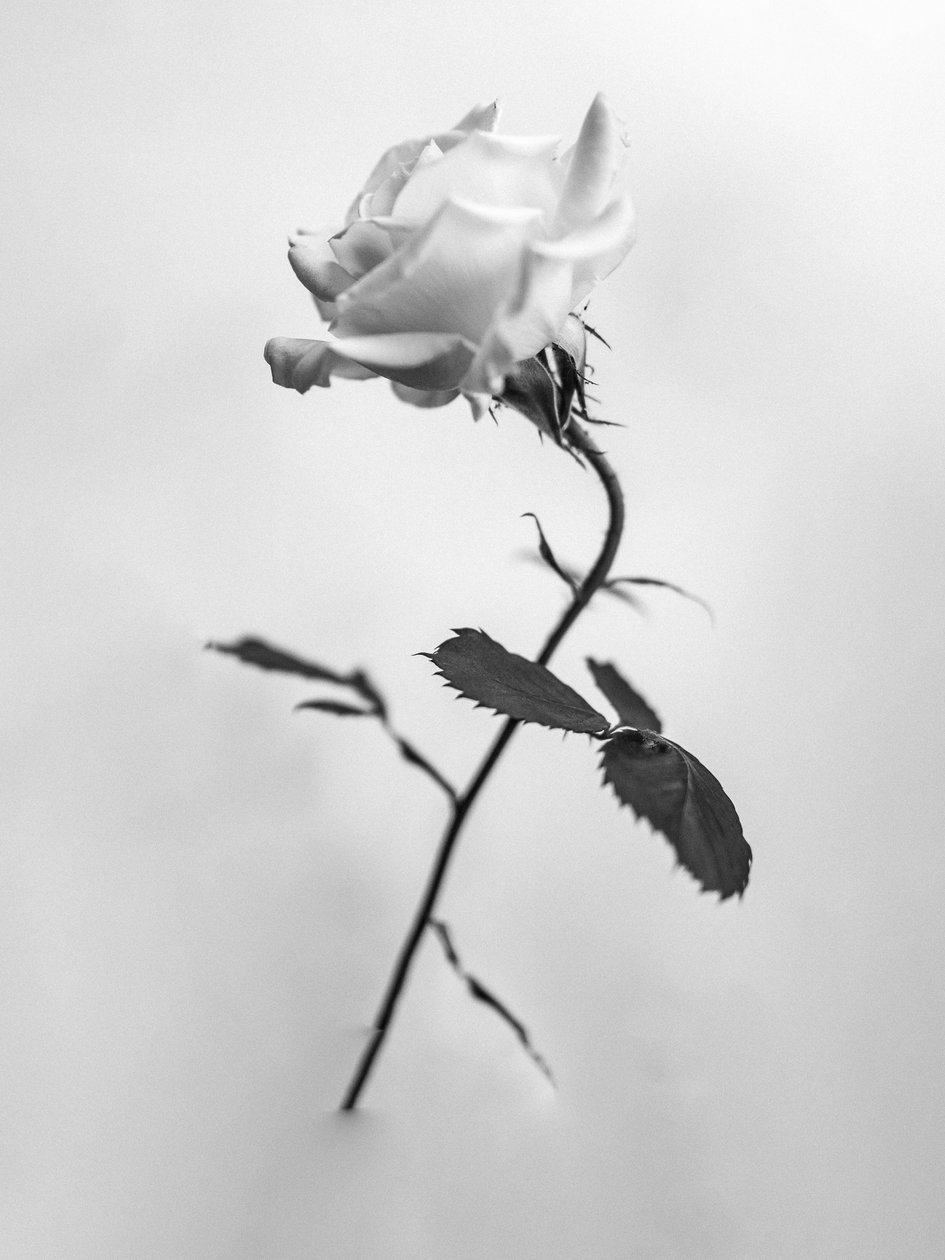 Parmi les fleurs 41, 2021 - Teis Albers